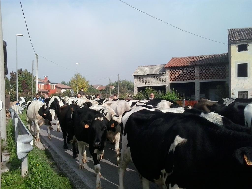 Agriturismo La Prateria Gazzo  Екстер'єр фото